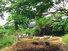 Sony Ericsson Xperia arc - โซนี่ อีริคสัน arc