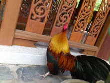 Sony Ericsson Xperia arc - โซนี่ อีริคสัน arc