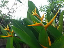 Sony Ericsson Xperia arc - โซนี่ อีริคสัน arc