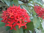 Sony Ericsson Xperia Neo V - โซนี่ อีริคสัน Xperia Neo V