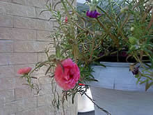 Sony Ericsson Yendo - โซนี่ อีริคสัน Yendo