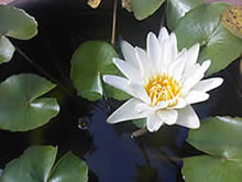 Sony Ericsson Yendo - โซนี่ อีริคสัน Yendo