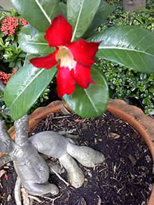 Sony Ericsson Yendo - โซนี่ อีริคสัน Yendo