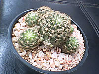 TWZ N55i - ทีดับบลิวแซด N55i