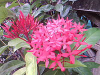 Wellcom S3113 - เวลคอม S3113