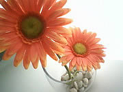 WellcoM S5005 Rock - เวลคอม