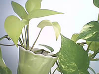 Wellcom S5008 Transformer - เวลคอม S5008 Transformer