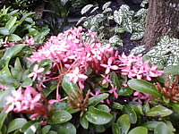 WellcoM S5115 Proud collection - เวลคอม