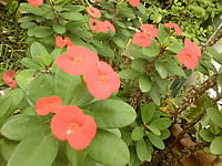 WellcoM S5115 Proud collection - เวลคอม