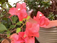 Wellcom S9119 - เวลคอม S9119