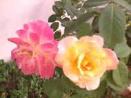 Wellcom S9119 - เวลคอม S9119