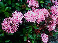 Wellcom w1313 - เวลคอม