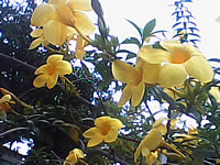 Wellcom w1313 - เวลคอม