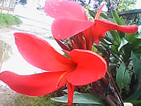 Wellcom w1313 - เวลคอม