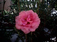 ZYQ DX320 - แซดวายคิว 