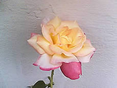 ZYQ Q1802 FM - แซดวายคิว Q1802 FM