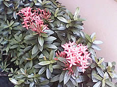 ZYQ Q1802 FM - แซดวายคิว Q1802 FM