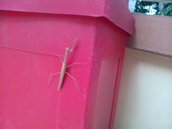 ASUS Eee Pad Transformer Prime - อัสซุส