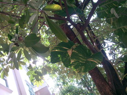 ASUS Eee Pad Transformer Prime - อัสซุส