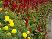 BlackBerry  Bold 9790 - แบล็คเบอร์รี่ Bold 9790