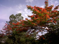 BlackBerry Curve 9220 - แบล็คเบอร์รี่ Curve 9220