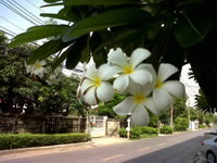 BlackBerry Curve 9220 - แบล็คเบอร์รี่ Curve 9220