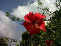 BlackBerry Curve 9220 - แบล็คเบอร์รี่ Curve 9220