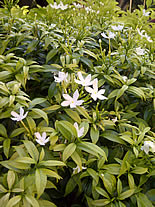 BlackBerry Torch 9860 - แบล็คเบอร์รี่ Torch 9860