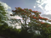 Coby Kyros 9742 Tablet - โคบี้ Kyros 9742 Tablet