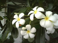 Coby Kyros 9742 Tablet - โคบี้ Kyros 9742 Tablet