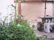 GNET G-Pad 7.0 Explorer II