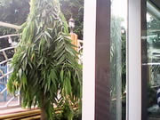 GNET G-Pad 7.0 Explorer II