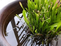 GO Live S1 - โกไลฟ์ S1