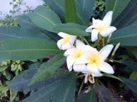 GO Live S1 - โกไลฟ์ S1