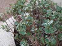 i-mobile i695 - ไอโมบาย i695