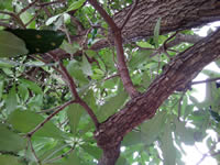 i-mobile i695 - ไอโมบาย i695