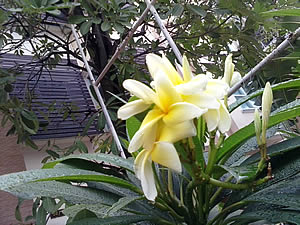 -mobile i-STYLE 1 - ไอโมบาย i-STYLE 1