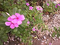 i-mobile i-STYLE 2i - ไอโมบาย i-STYLE 2i