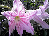 i-mobile ZAA 1 - ไอโมบาย ZAA 1 