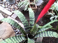 Infinity M-Berry Plus - อินฟินีตี้ M-Berry+