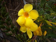 Inovo i05 - ไอโนโว่ i05