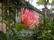 Inovo i05 - ไอโนโว่ i05