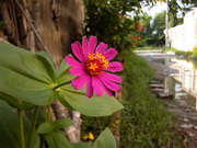 Inovo i05 - ไอโนโว่ i05