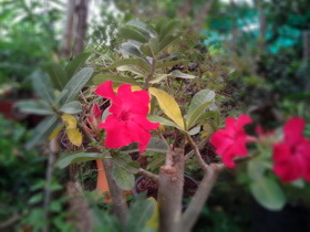 Oppo Find 3 - ออปโป้ Find 3