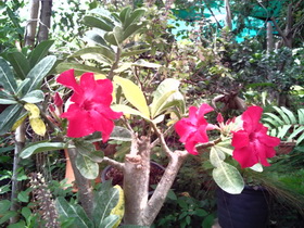 Oppo Find 3 - ออปโป้ Find 3