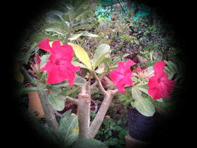 Oppo Find 3 - ออปโป้ Find 3