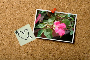 Oppo Find 3 - ออปโป้ Find 3