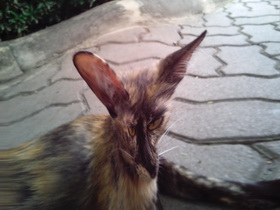 Oppo Find 3 - ออปโป้ Find 3