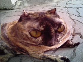 Oppo Find 3 - ออปโป้ Find 3