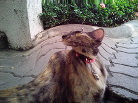 Oppo Find 3 - ออปโป้ Find 3